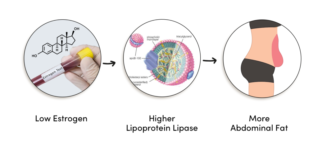 Estrogen Fat