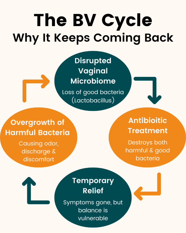 The BV Cycle